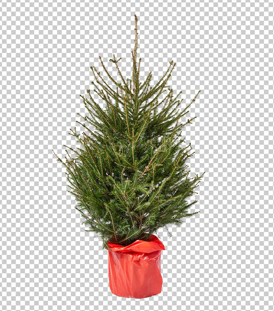 Isolated Christmas tree with red wrapping on a transparent background.