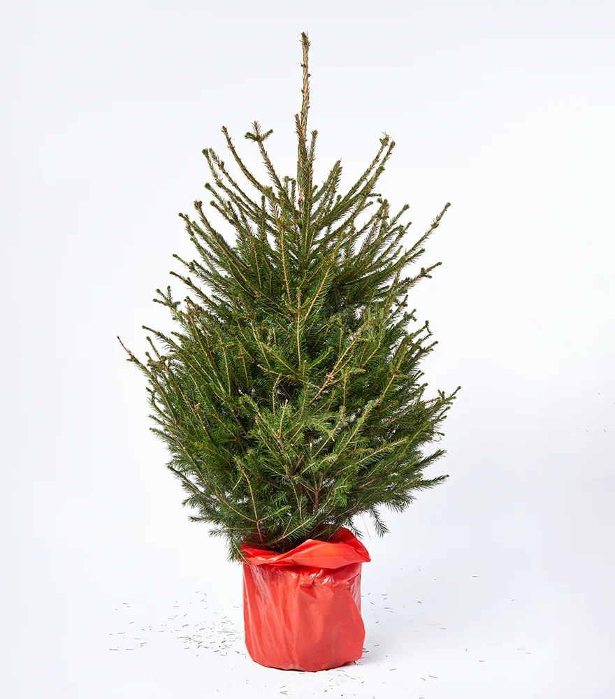 Christmas tree in red wrapping with natural shadows on white backdrop.