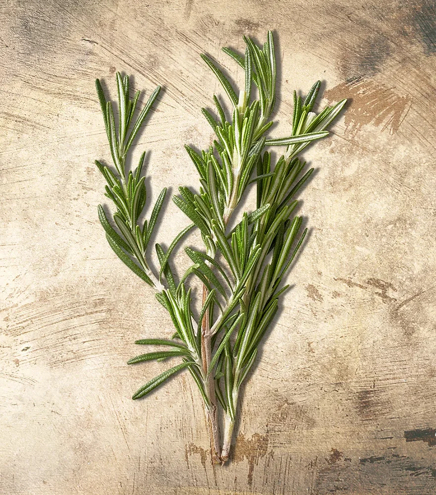 Fresh rosemary sprigs against a rustic textured background.
