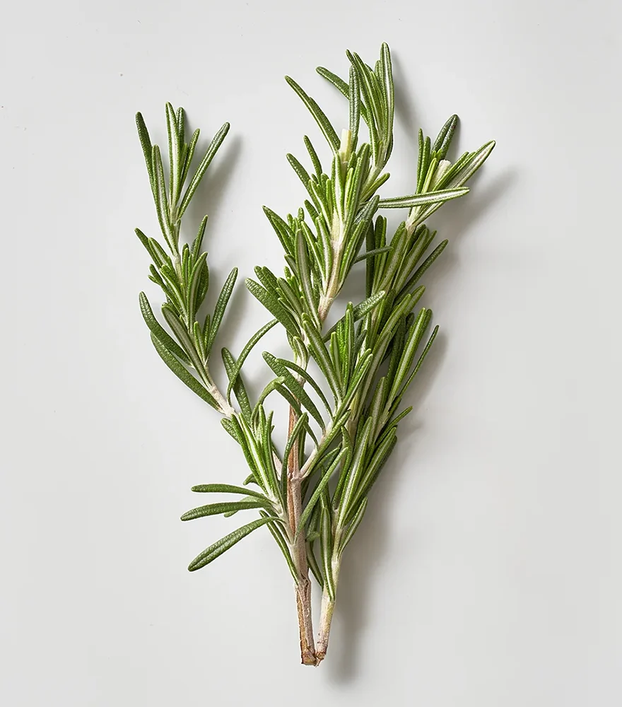 Fresh rosemary sprigs on a plain light background.