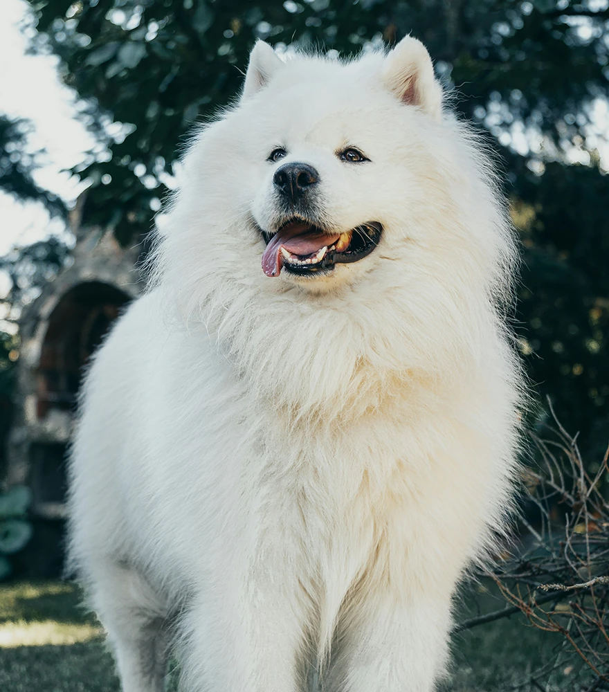 Fluffy white dog with background before any masking is applied.